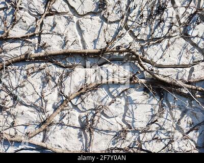 Wild creeper vine climbing on concrete wall background Stock Photo
