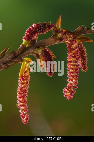 Male catkins of native Black poplar, Populus nigra subsp. betulifolia, in early spring. Exmoor, UK.