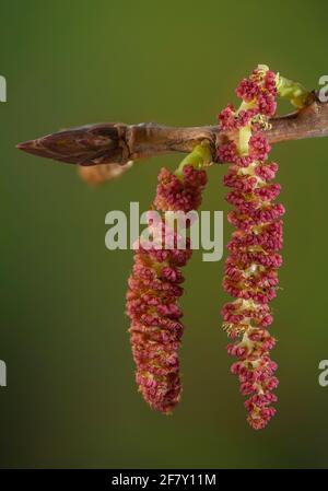 Male catkins of native Black poplar, Populus nigra subsp. betulifolia, in early spring. Exmoor, UK.