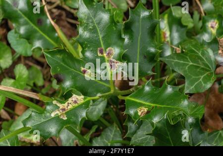 Galls on Holly leaf caused by Phytomyza ilicis, theHolly leaf miner. Stock Photo