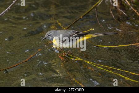 Grey wagtail, Motacilla cinerea, feeding among waterweed around willow roots in fast-flowing stream, early spring. Stock Photo