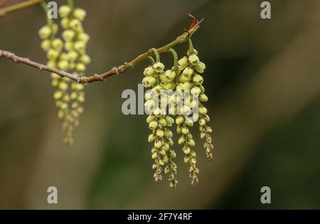 Winterhazel, Corylopsis sinensis, catkins in late winter. Stock Photo