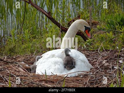 Mother love. Mute swan on her nest with two cygnets. Cygnus olor Stock Photo