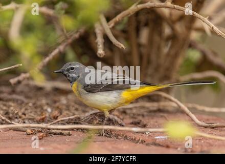 Male Grey wagtail, Motacilla cinerea, on bridge over fast-flowing stream in early spring. Stock Photo