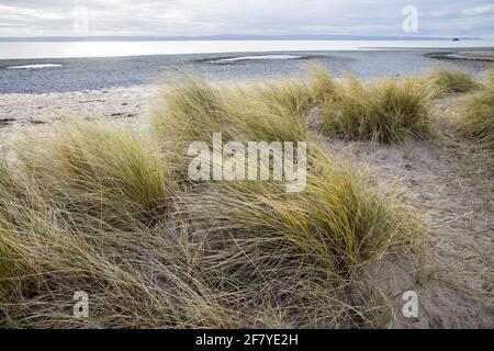 Marram grass and dunes and cobble beach, Aberthaw, Wales, UK Stock Photo