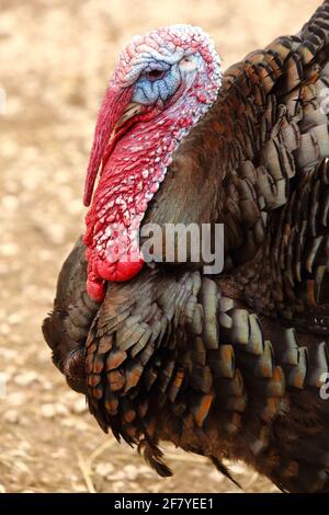 Close up of the head of a turkey Stock Photo