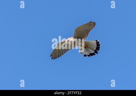 Male Common kestrel, Falco tinnunculus, hovering over grassland. Stock Photo