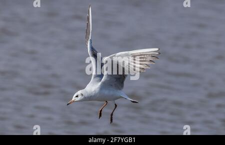 Young Black-headed gull, Chroicocephalus ridibundus, in flight. Early spring. Stock Photo