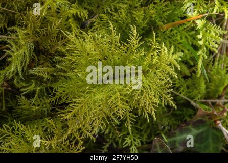 Common Tamarisk-moss,Thuidium tamariscinum, in damp shady woodland. Stock Photo