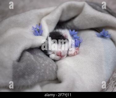 black and white newborn kitten sleeps sweetly in a soft knitted scarf. Cute cat face. Blue flowers around the baby. Coziness and tenderness of pets Stock Photo