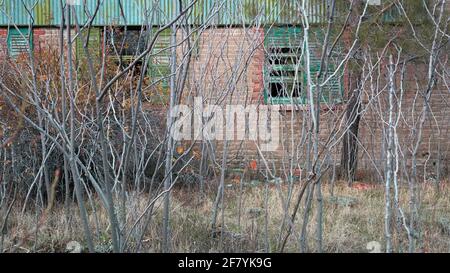 Overgrown garden. Leafless tree trunks in front of brick wall with broken windows of an old abandoned house in autumn, selective focus Stock Photo