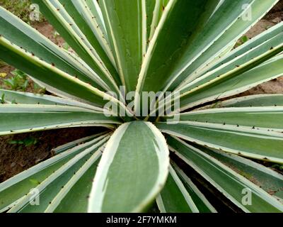 salvador, bahia, brazil - november 26, 2020: Agave angustifolia plant also known as caribbean cigarette holder, seen in the city of Salvador. Stock Photo