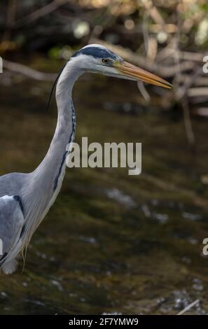 Grey Heron, Ardea cinerea, fishing in the River Allen in central Wimborne, Dorset. Stock Photo