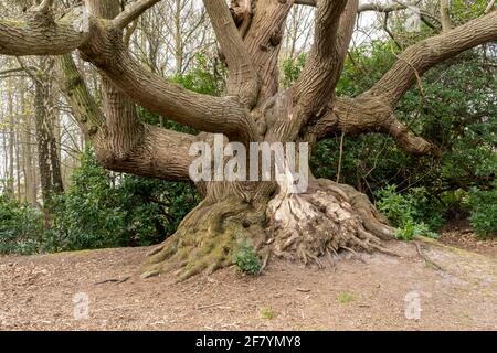 Ancient sweet chestnut tree (Castanea sativa) in Windsor Great Park, Surrey, England, UK Stock Photo