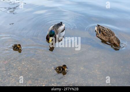 Family of mallard ducks (Anas platyrhynchos) with two small ducklings on a lake, UK Stock Photo