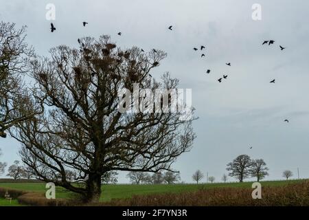Rooks - returning from feeding - in rookery in single old oak, on the ...