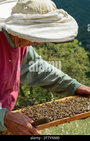 A beekeeper (apiarist) holding a brood frame full of bees (honeybees) in Greece, Europe Stock Photo