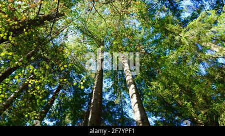 Tall and green trees with sraight trunks shooting into the blue sky, in Capilano Suspension Bridge Park of Canada. Stock Photo