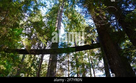 The sky bridge made of wood surrounded by tall trees, in Capilano Suspension Bridge Park of Canada. Stock Photo