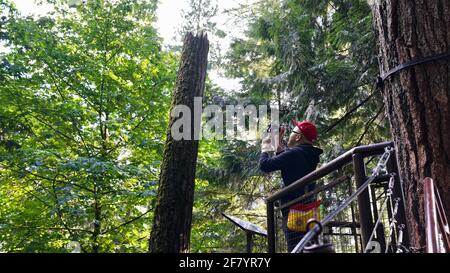 A young man in red hat standing on a sky bridge and taking photo, surrounded by tall trees in Capilano Suspension Bridge Park of Canada. Stock Photo