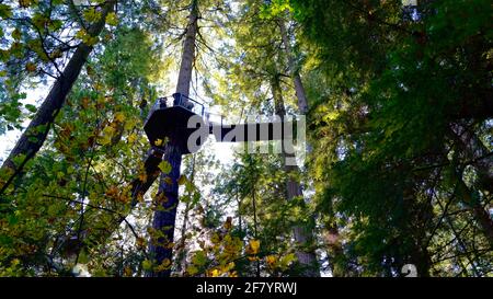 The sky bridge made of wood surrounded by tall trees, in Capilano Suspension Bridge Park of Canada. Stock Photo