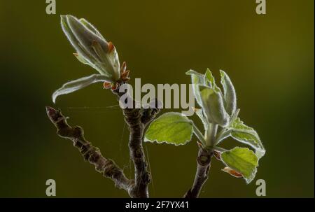 Emerging young leaves of Aspen tree, Populus tremula, in early spring. Stock Photo