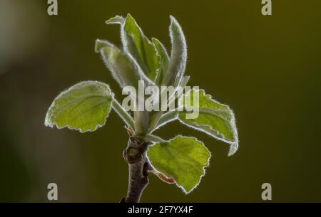 Emerging young leaves of Aspen tree, Populus tremula, in early spring. Stock Photo