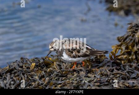 Turnstone, Arenaria interpres, feeding among seaweed on sea wall in early spring, just before migrating to the arctic. Stock Photo