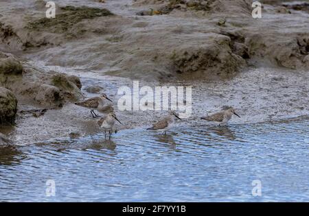 Group of Dunlins, Calidris alpina, feeding along the edge of muddy saltmarsh creek, Keyhaven. Hampshire. Stock Photo