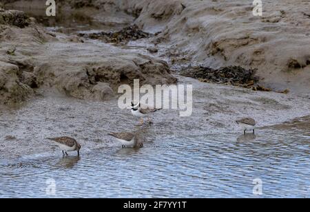 Group of Dunlins, Calidris alpina, with Ringed Plover, feeding along the edge of muddy saltmarsh creek, Keyhaven. Hampshire. Stock Photo
