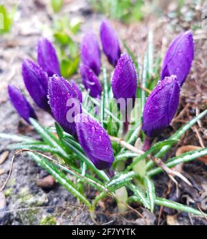 Spring crocuses Chrysanthus purple flowers with morning water drops Stock Photo