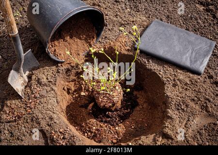 Planting blueberry bush( Vaccinium corymbosum) at home garden. Digging a hole, filling it with special acidic blueberry soil. Stock Photo