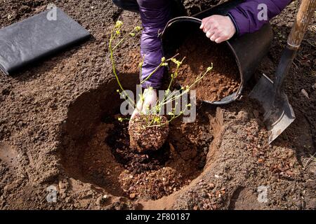 Person planting blueberry bush( Vaccinium corymbosum) at home garden. Digging a hole, filling it with special acidic blueberry soil. Stock Photo