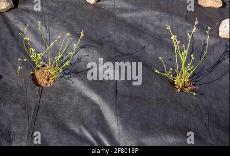 Garden field covered with black color textile weed control mulch, blueberry bushes (Vaccinium corymbosum) growing in spring. Prevents weeds growing. Stock Photo