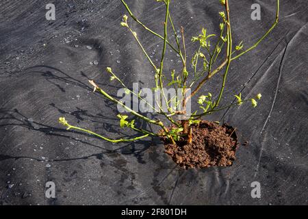 Garden field covered with black color textile weed control mulch, blueberry bushes (Vaccinium corymbosum) growing in spring. Prevents weeds growing. Stock Photo