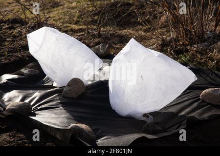 Covering blueberry bushes in winter and spring with white protective textile to protect plants from freezing and from harsh UV light in home vegetable Stock Photo