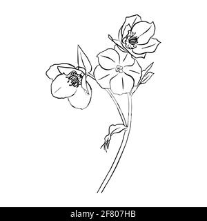 Vector illustration of hellebore. Doodle style. Suitable for design, printing, decoration, textiles, paper and colorings. Stock Vector