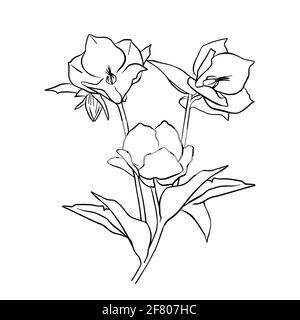 Vector illustration of hellebore. Doodle style. Suitable for design, printing, decoration, textiles, paper and colorings. Stock Vector