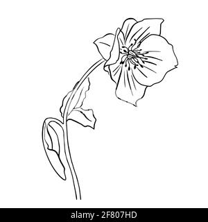 Vector illustration of hellebore. Doodle style. Suitable for design, printing, decoration, textiles, paper and colorings. Stock Vector