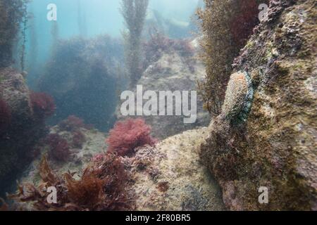 A green ormer (Haliotis tuberculata) underwater on intertidal rocks.  Guernsey, Channel Islands, NE Atlantic. Stock Photo