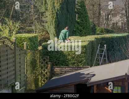 Pruning bushes in the garden. Autumn gardening. Stock Photo