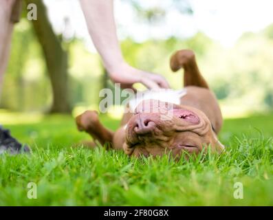 A red and white Pit Bull Terrier mixed breed dog lying upside down in the grass as a person rubs its belly Stock Photo