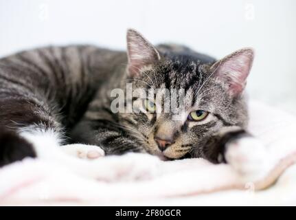 A lazy brown tabby shorthair cat lying down on a blanket and looking at the camera Stock Photo