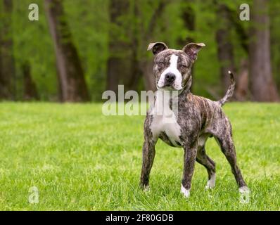 A brindle and white Pit Bull Terrier mixed breed dog standing outdoors Stock Photo