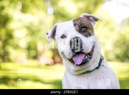 A brindle and white American Bulldog mixed breed dog looking at the camera with a head tilt Stock Photo