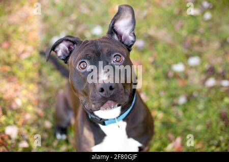 A black and white Pit Bull Terrier mixed breed dog with large floppy ears and wearing a blue collar Stock Photo