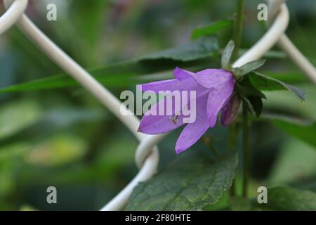 Macro of the purple Creeping Bellflower blossom Stock Photo