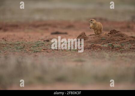 Last colony of Prairie Dogs in northwestern Mexico. The civil association Naturalia, try relocating the existing colony last prairie dogs in the state of Sonora, in an effort to preserve this species. They are currently in a cattle field, they will take them to the grounds of Rancho los Fresnos is a private property of this AC dedicated to the conservation of wildlife. Prairie Dog   Asociación civil  Naturalia, intentara reubicar la ultima colonia existente de perritos de la pradera en el estado de Sonora, en un esfuerzo por preservar esta especie. Actualmente se encuentran en un terreno gana Stock Photo