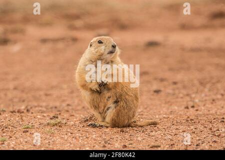 Last colony of Prairie Dogs in northwestern Mexico. The civil association Naturalia, try relocating the existing colony last prairie dogs in the state of Sonora, in an effort to preserve this species. They are currently in a cattle field, they will take them to the grounds of Rancho los Fresnos is a private property of this AC dedicated to the conservation of wildlife. Prairie Dog   Asociación civil  Naturalia, intentara reubicar la ultima colonia existente de perritos de la pradera en el estado de Sonora, en un esfuerzo por preservar esta especie. Actualmente se encuentran en un terreno gana Stock Photo