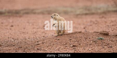 Last colony of Prairie Dogs in northwestern Mexico. The civil association Naturalia, try relocating the existing colony last prairie dogs in the state of Sonora, in an effort to preserve this species. They are currently in a cattle field, they will take them to the grounds of Rancho los Fresnos is a private property of this AC dedicated to the conservation of wildlife. Prairie Dog   Asociación civil  Naturalia, intentara reubicar la ultima colonia existente de perritos de la pradera en el estado de Sonora, en un esfuerzo por preservar esta especie. Actualmente se encuentran en un terreno gana Stock Photo